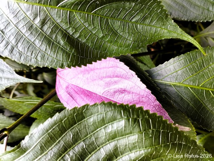 Close-up photograph of a vivid pink leaf surrounded by overlapping dark green leaves.